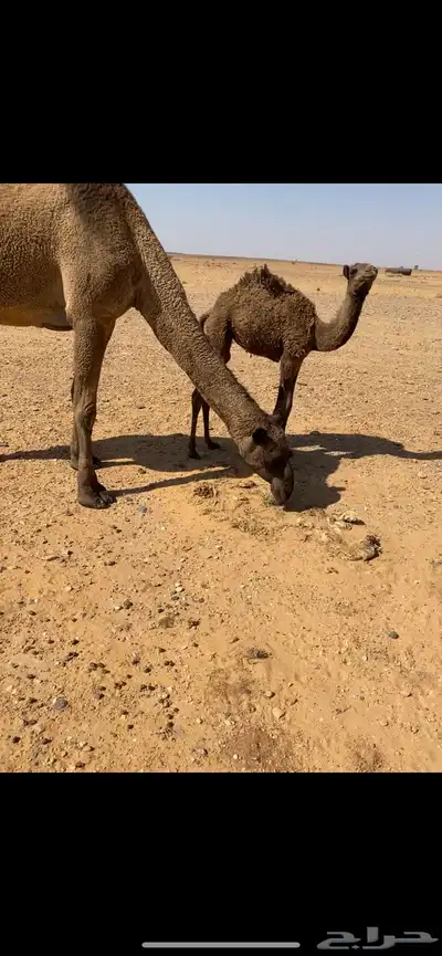 عشاير تحتها بكار index