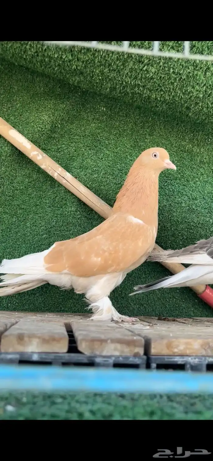 حمام تركي تم البيع 3