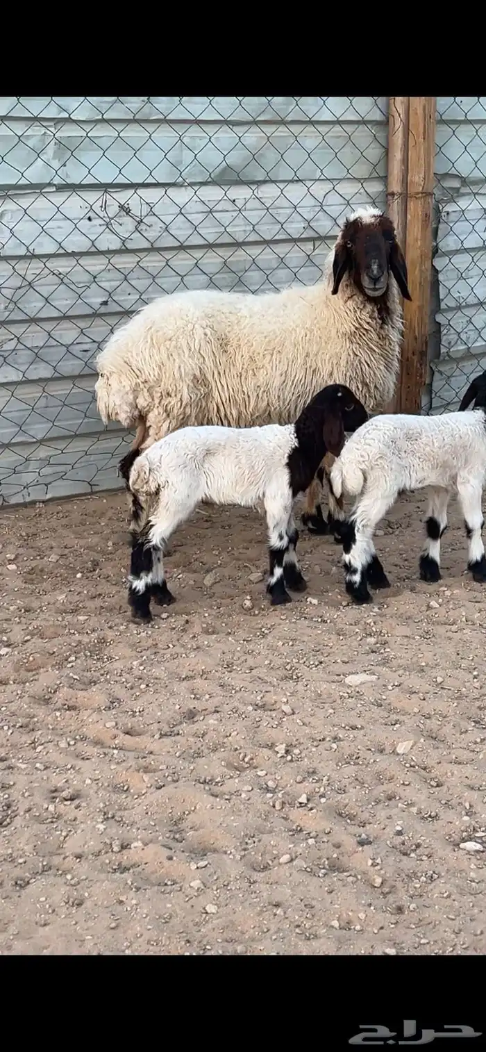 نعيمه متبع تم البيع 2