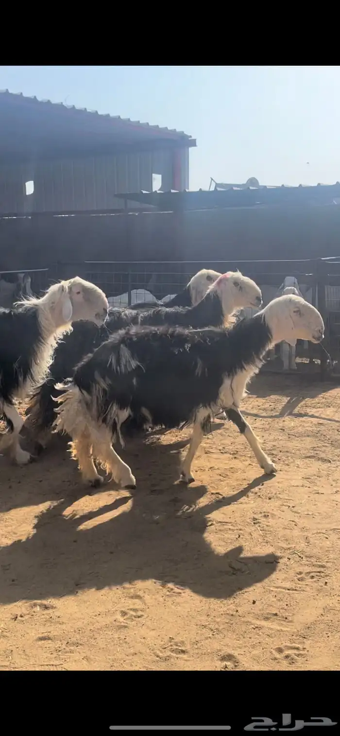 غنم نجد 14