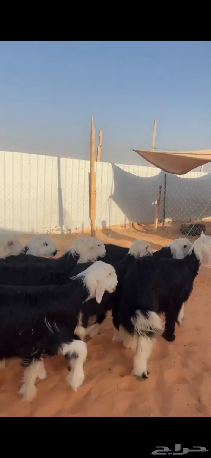 ذبايح نجد بريه 0