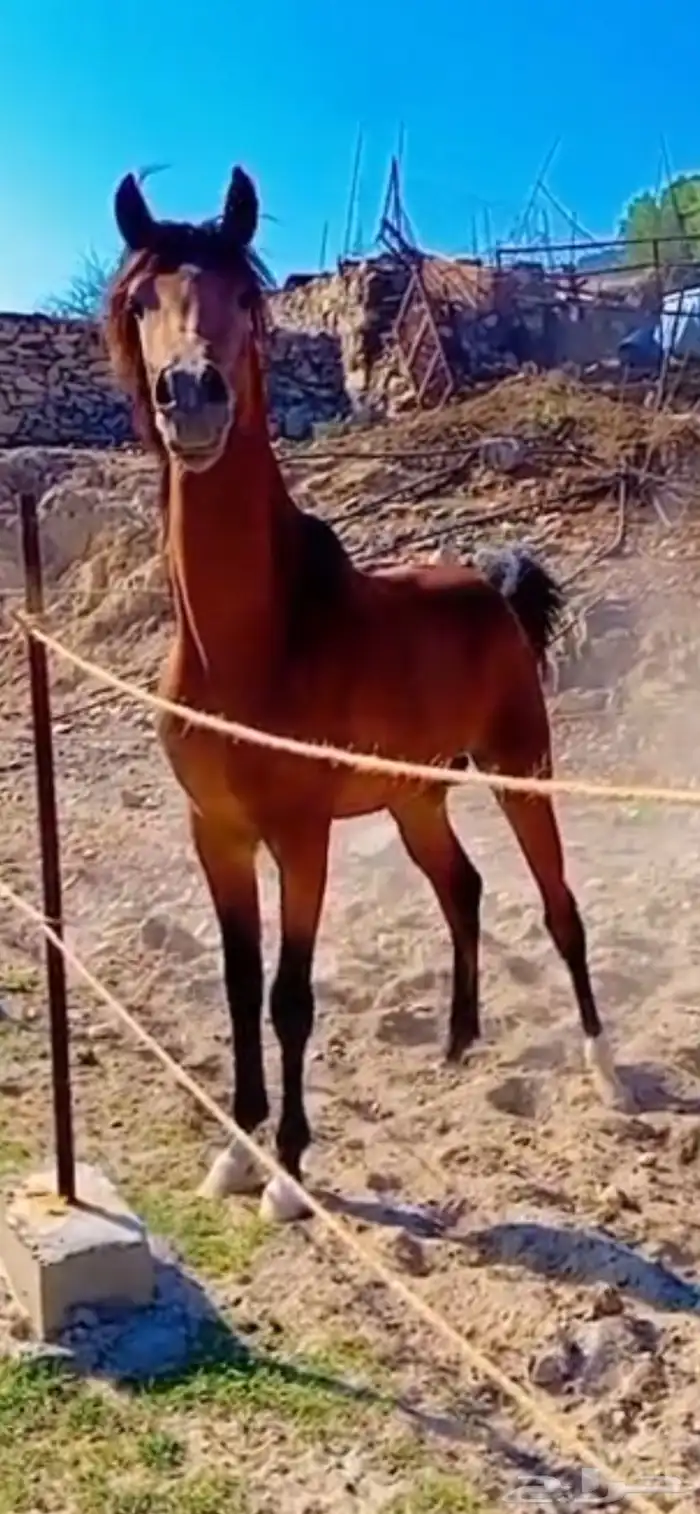 حصان شعبي فاخر 2