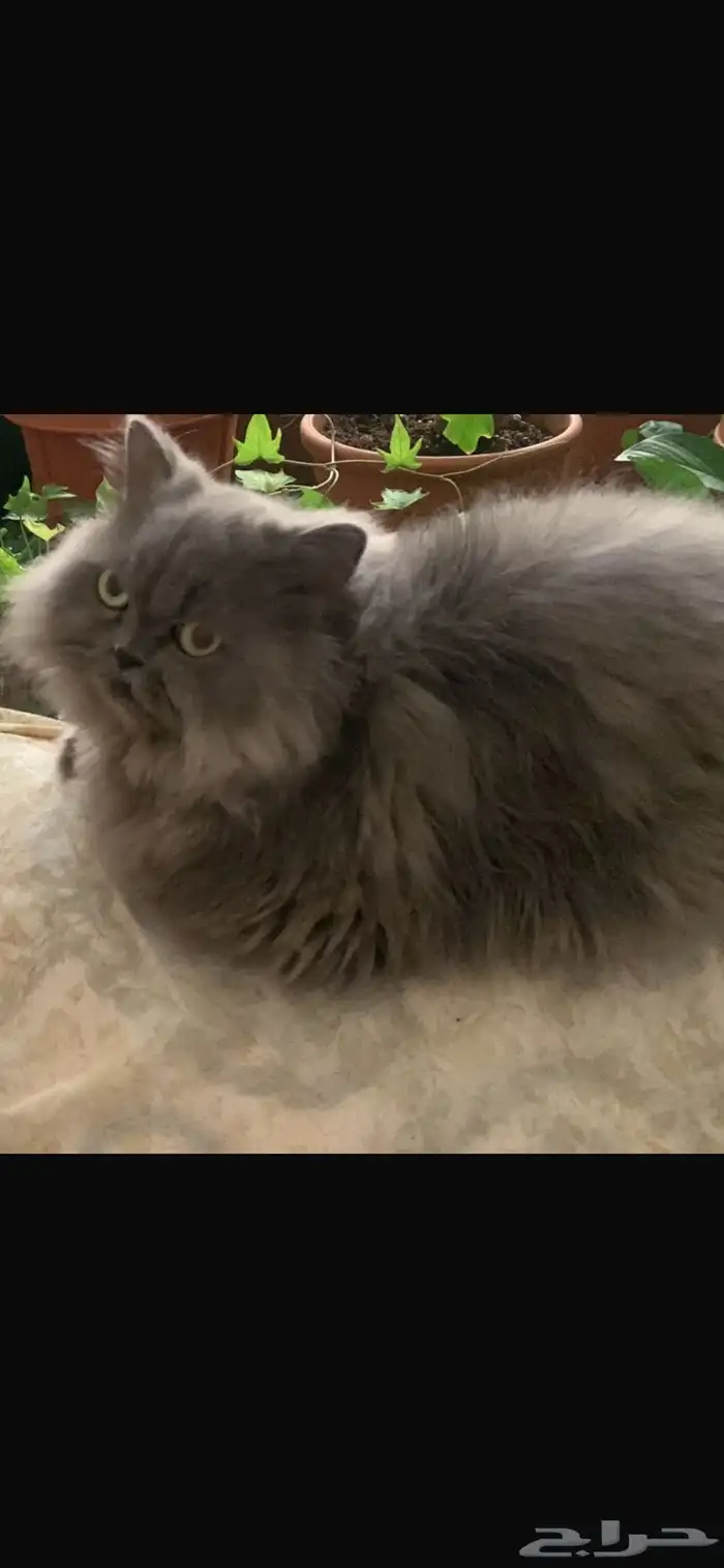 قطة مفقودة 0