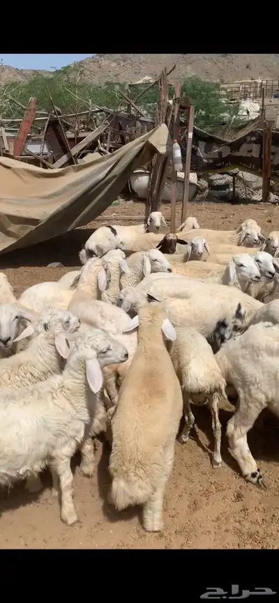 ذبايح طليان و رخال يوجد تقسيط تابي يوجد ذبح و توصيل index