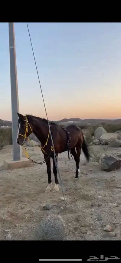 للبيع حصان ( نقبل البدل ) index