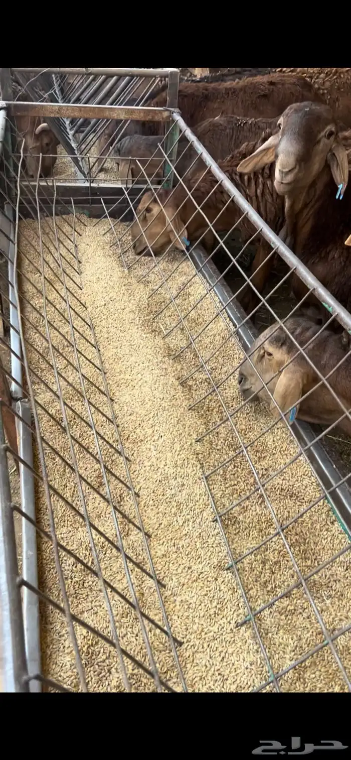 سوق غرب الرياض بن جربوع 1