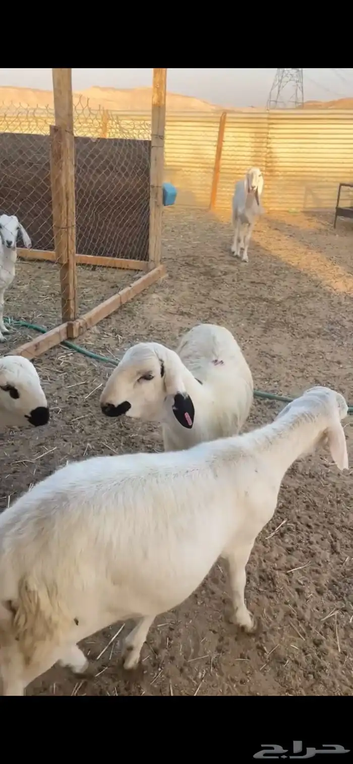 سواكن مرابي 1