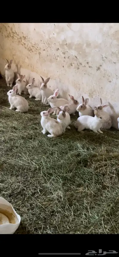 الموقع طريب index