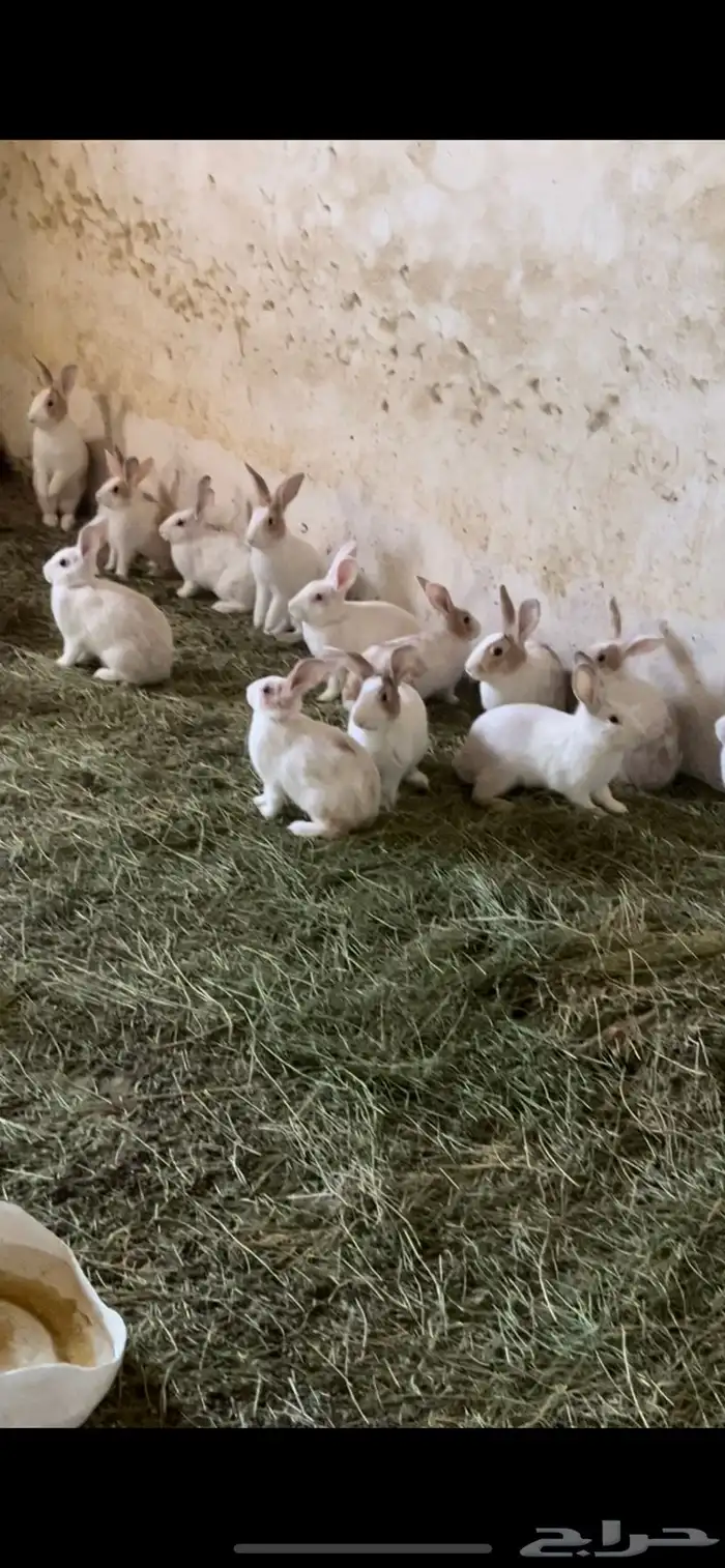 الموقع طريب 2