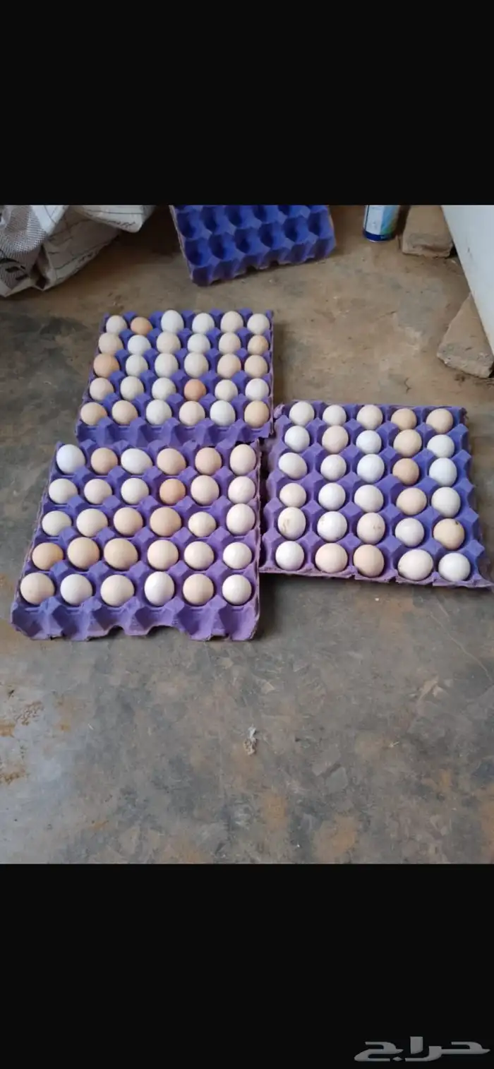 بيض بلدي ( مائده ) 1