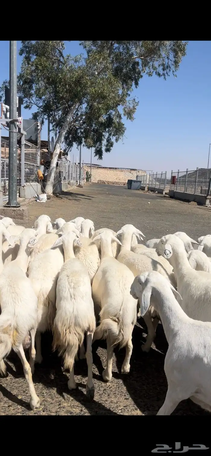 غنم حريات صنف وسم واحد 6