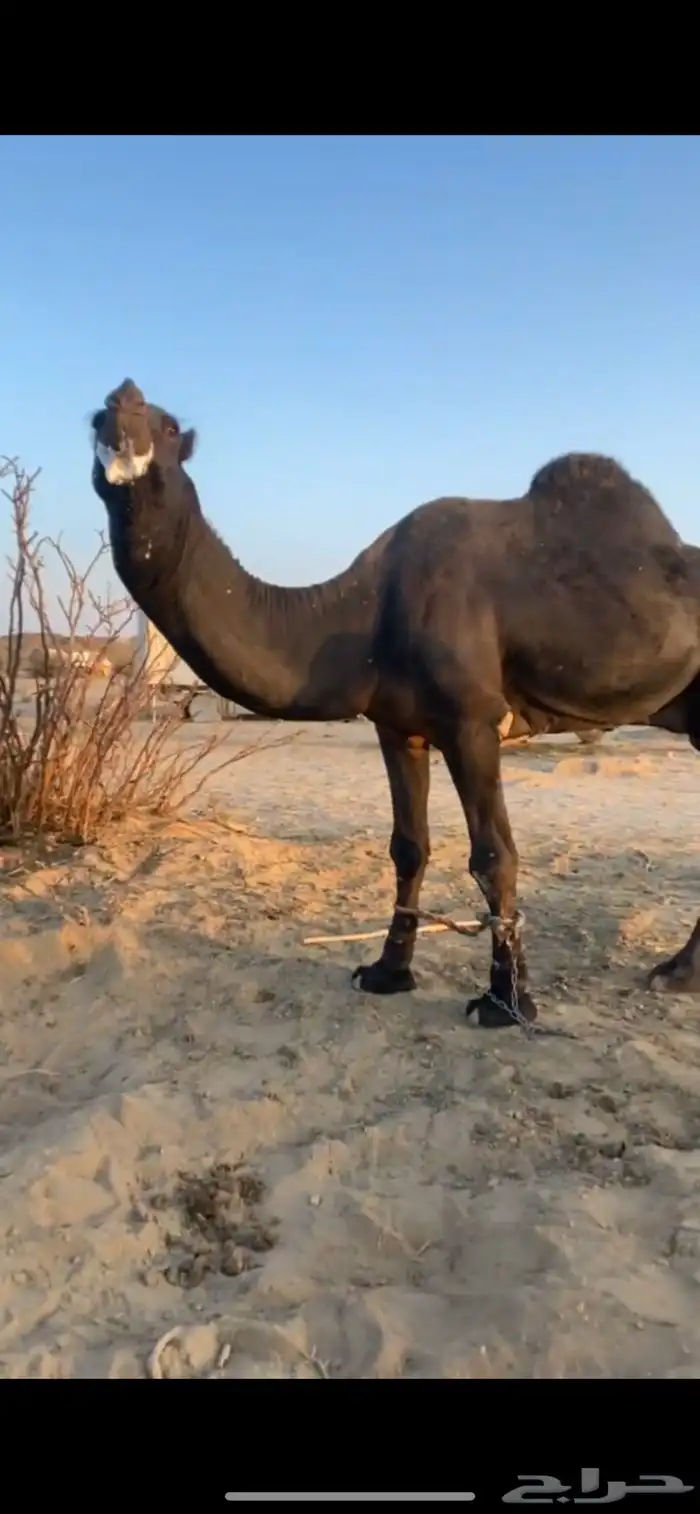 بعير مجهم كفو 3