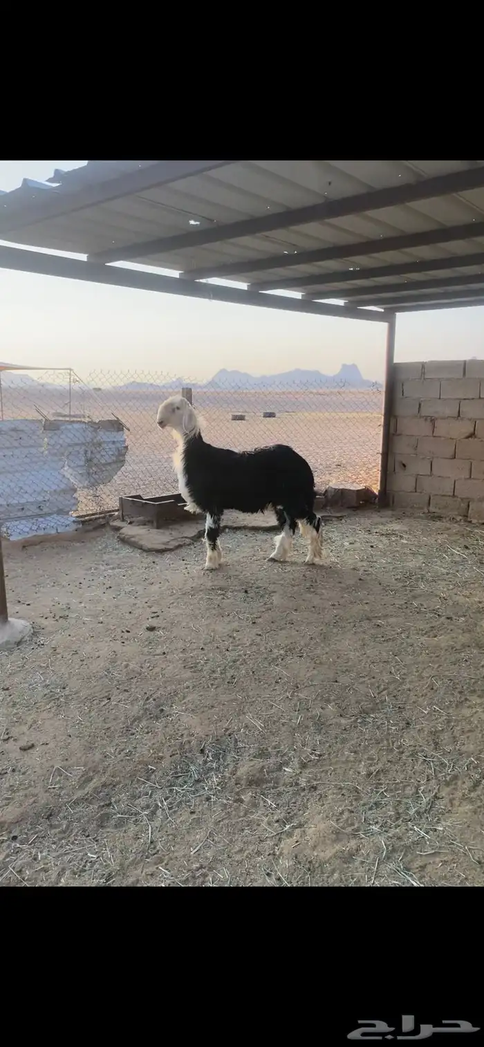 طلي نجدي مشروع فحل 1