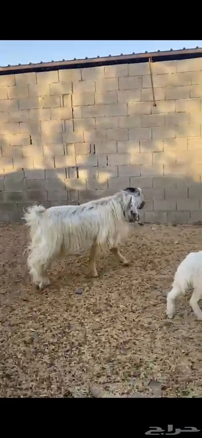 تيس فحل للبيع 0