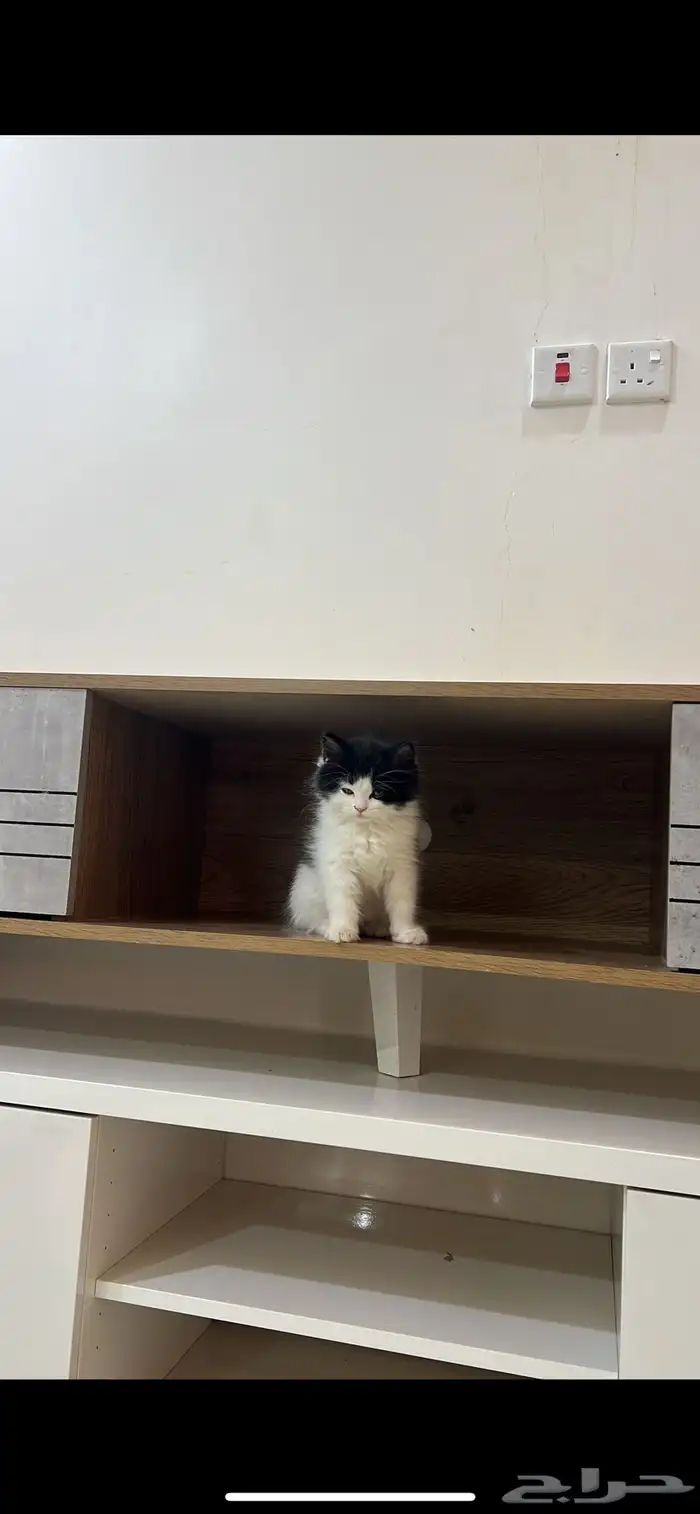 للبيع هملاي العمر شهر ونص 5