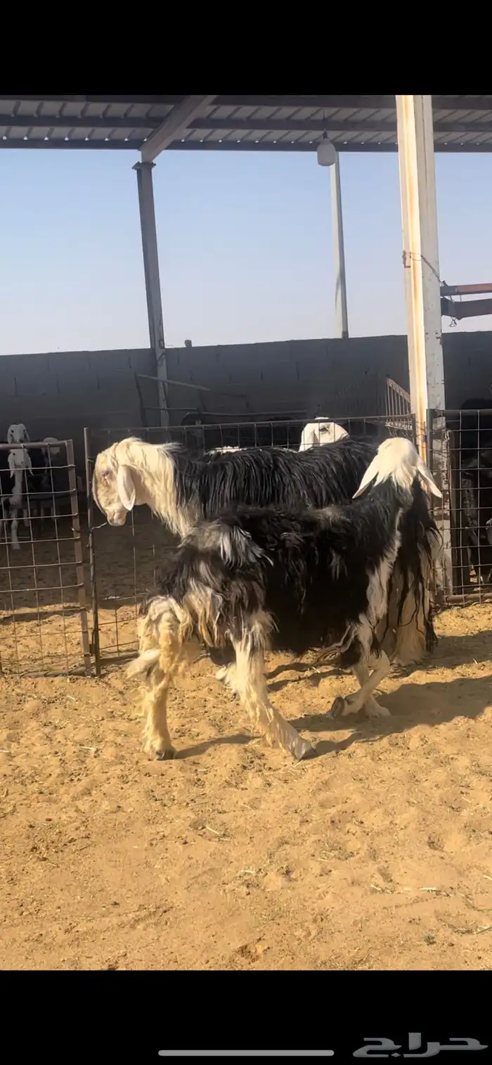 غنم نجد 12