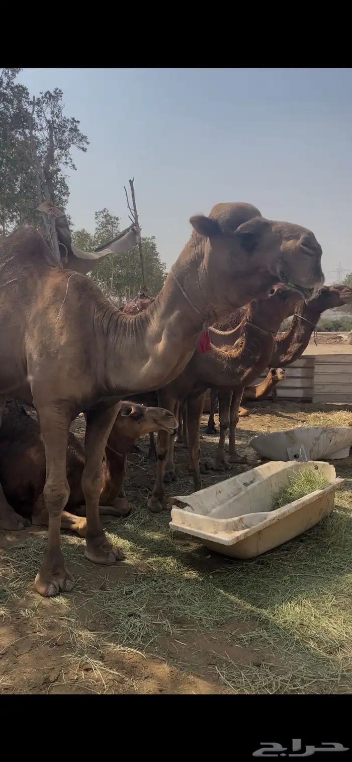 بعير احمر ساحلي فاخر مشروط 4
