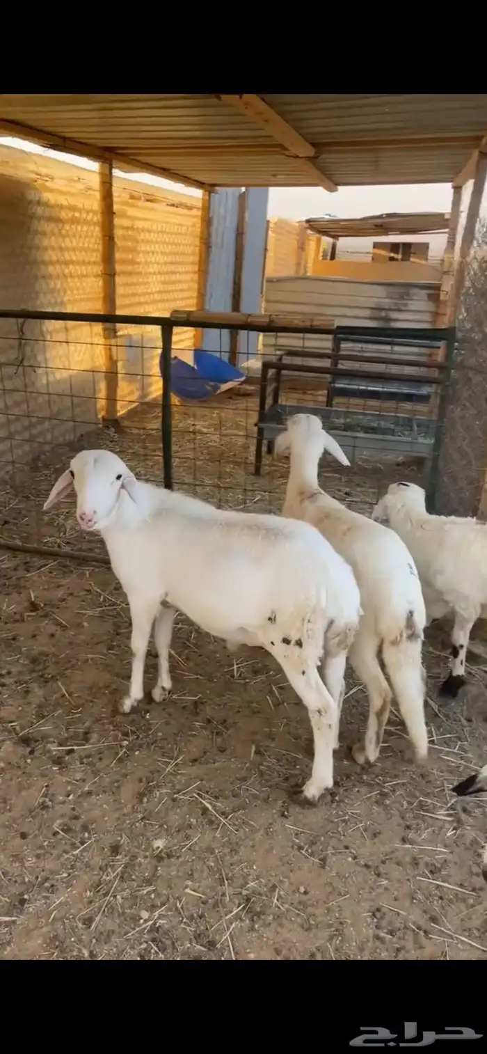 سواكن مرابي 2