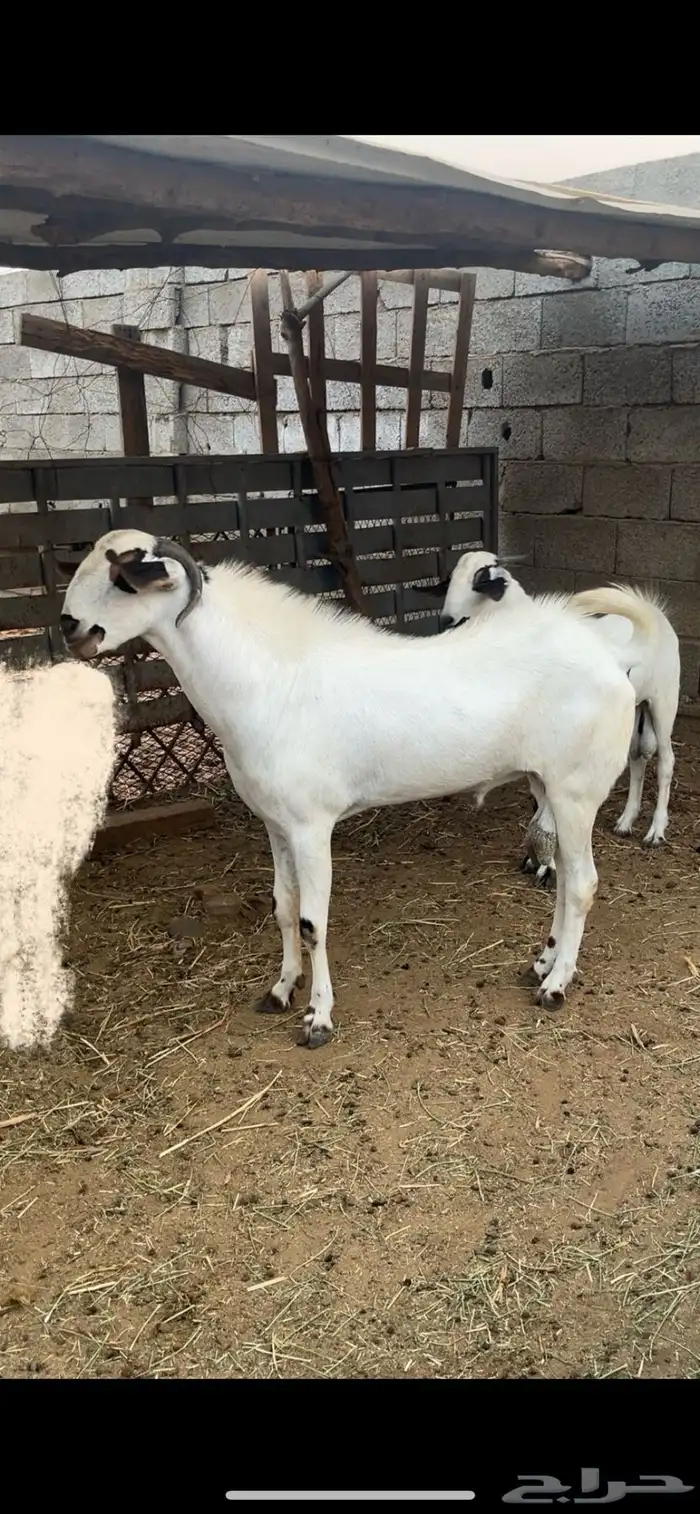 عنز بيشية منتوج 2