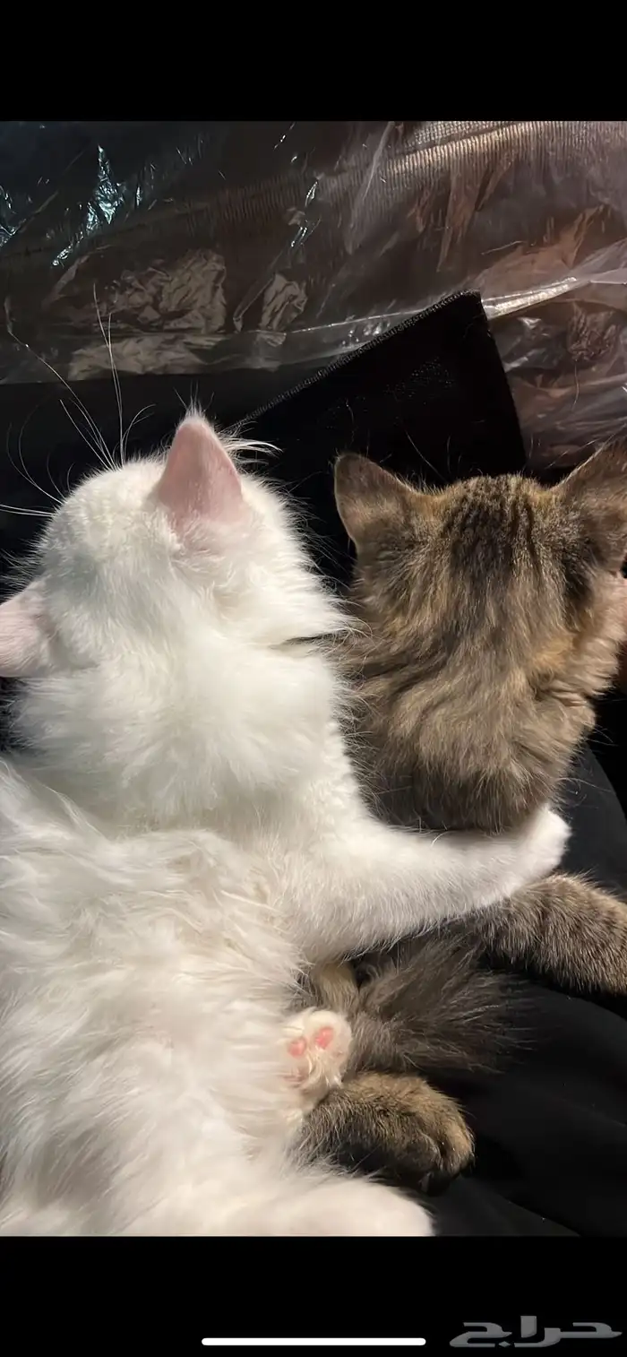 قطط للتبني 5