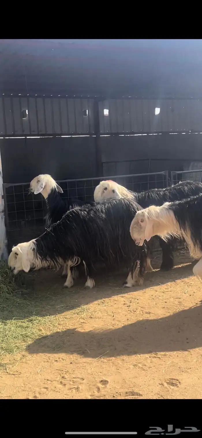 غنم نجد 15