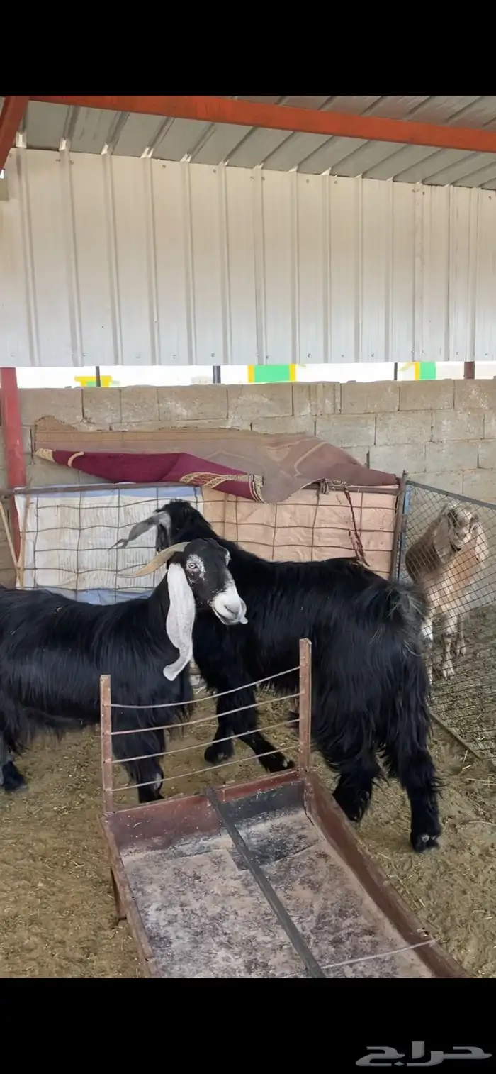 تم تم البيع 2