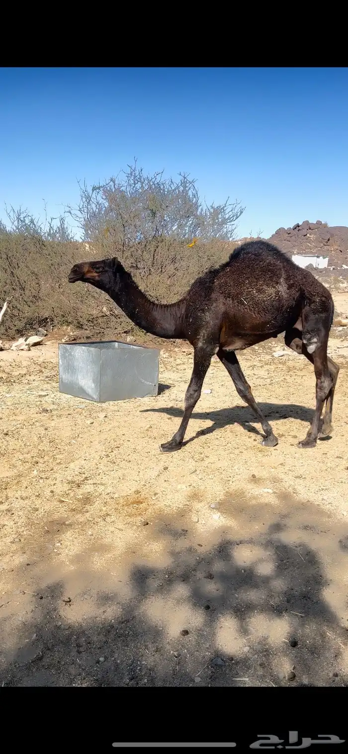 قعدان مجاهيم عدد2 على حليب. يعرى 0