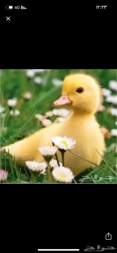 صوص بط بكيني 0