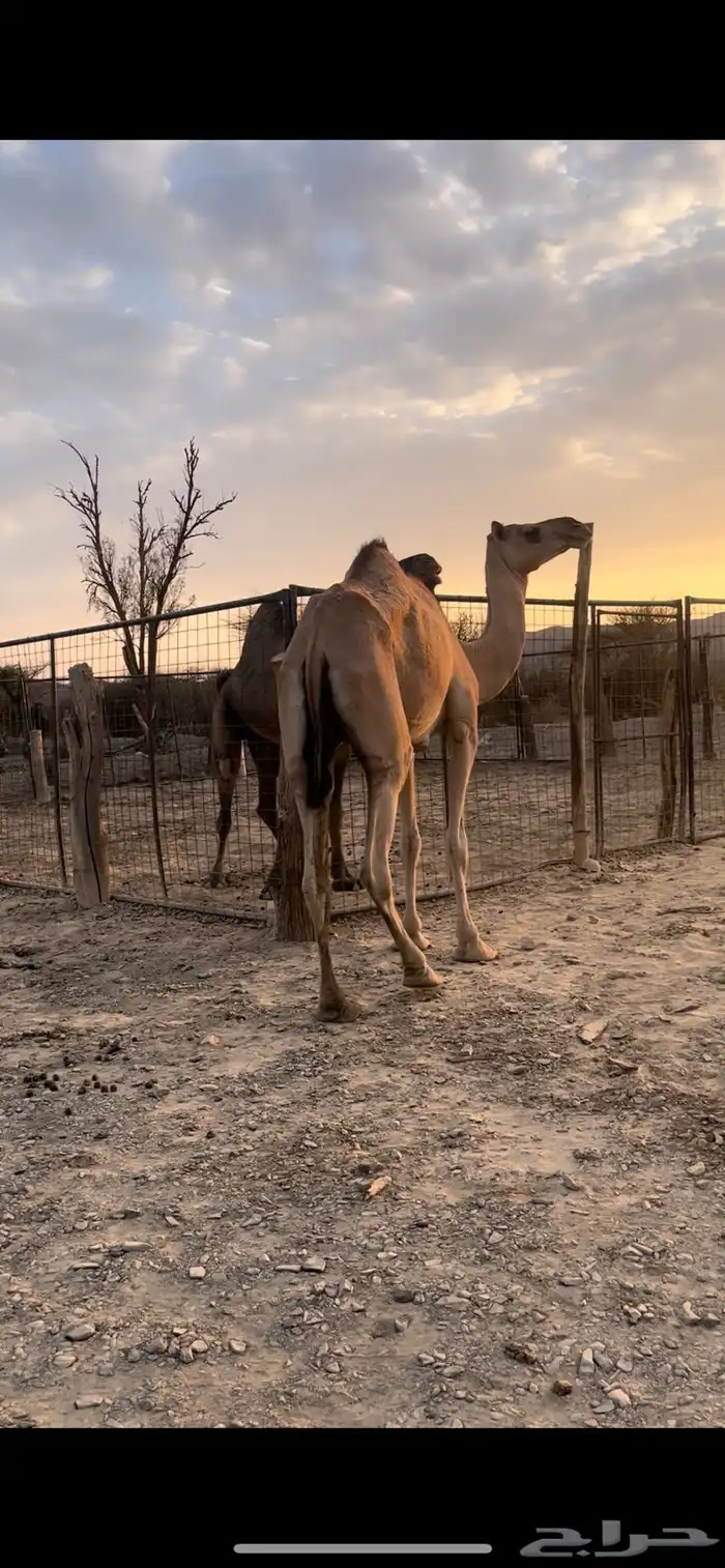 بكره طيبه مزيونه 0