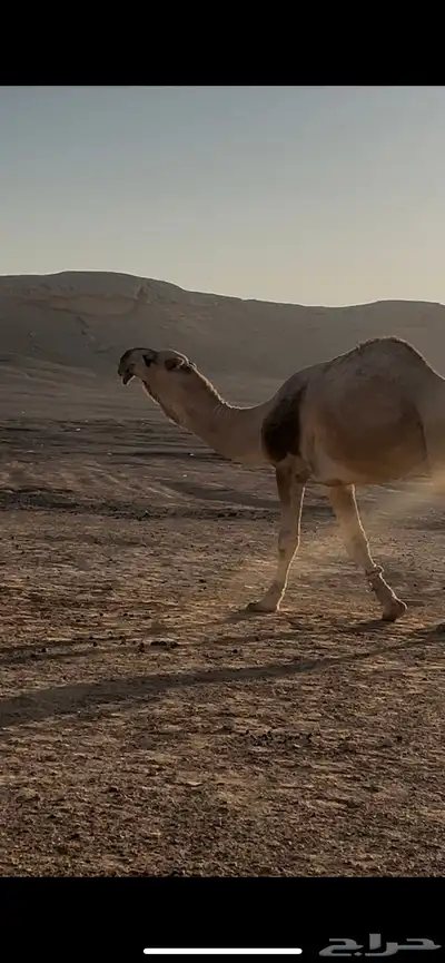 فحل كفو للبيع index