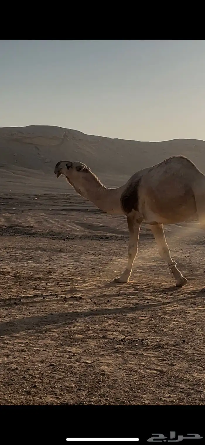 فحل كفو للبيع 1