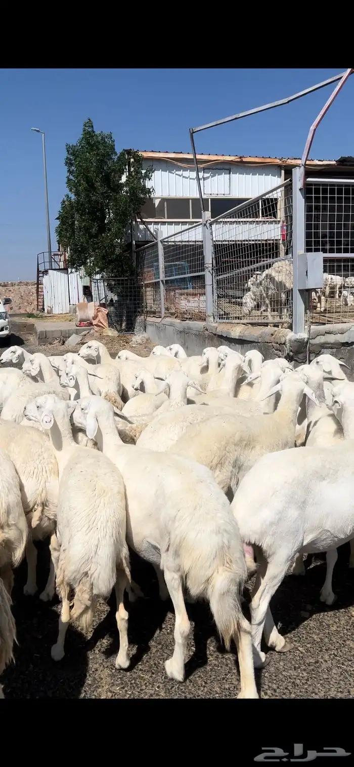 غنم حريات صنف وسم واحد 10