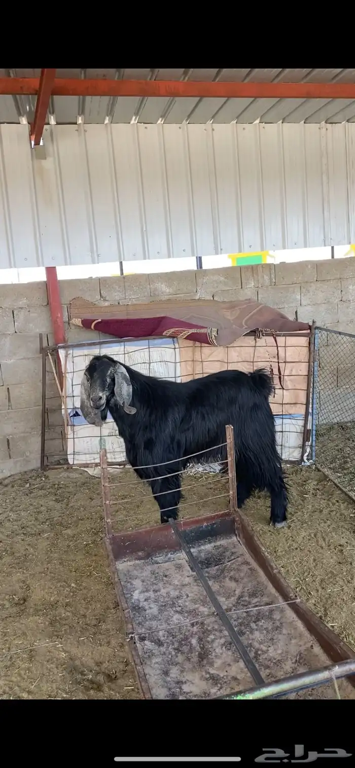 تم تم البيع 1