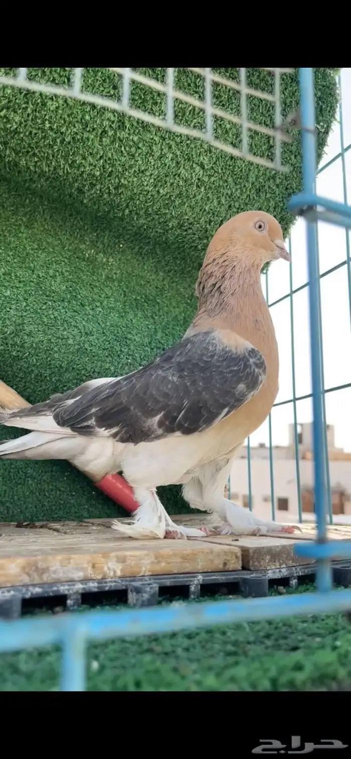 حمام تركي تم البيع 4