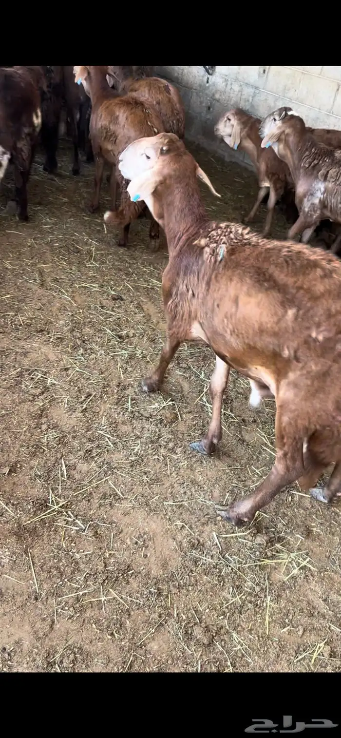 سوق غرب الرياض بن جربوع 0