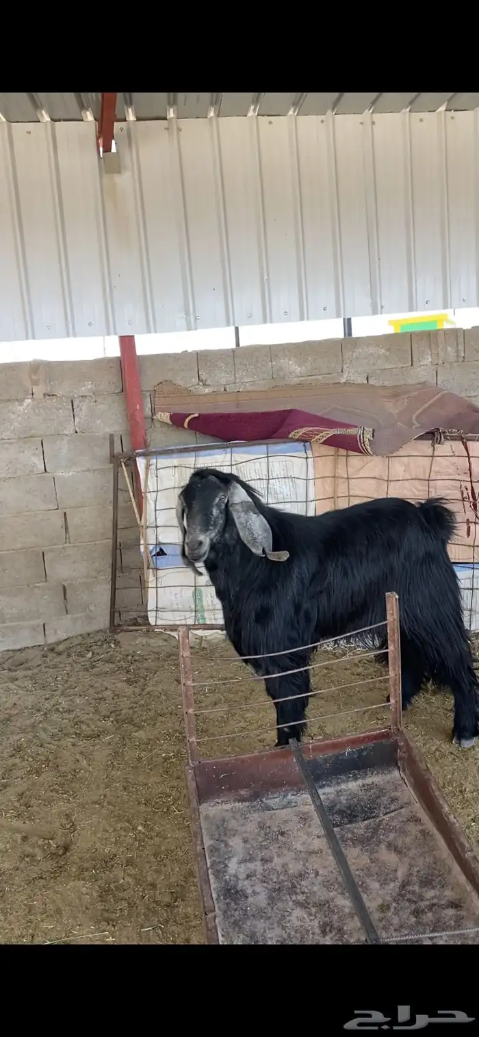 تم تم البيع 0