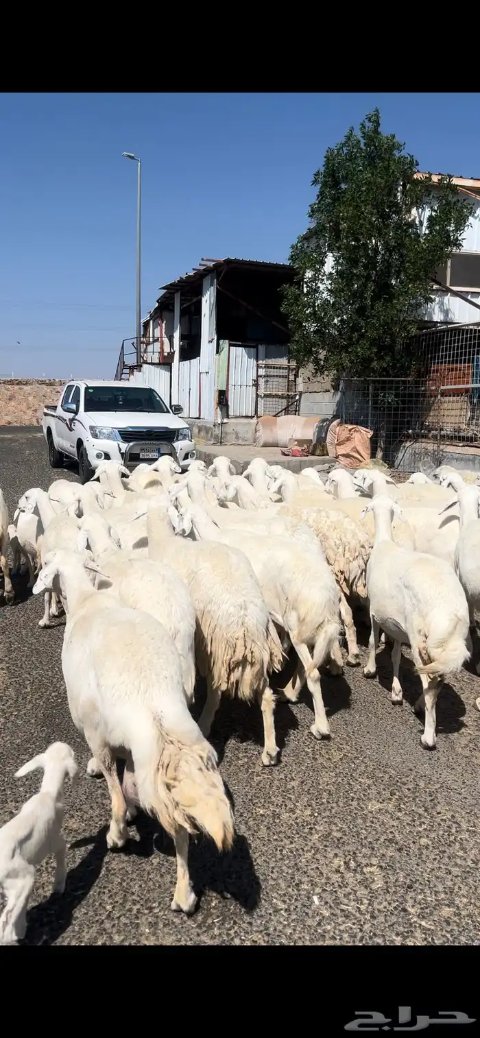 غنم حريات صنف وسم واحد 9