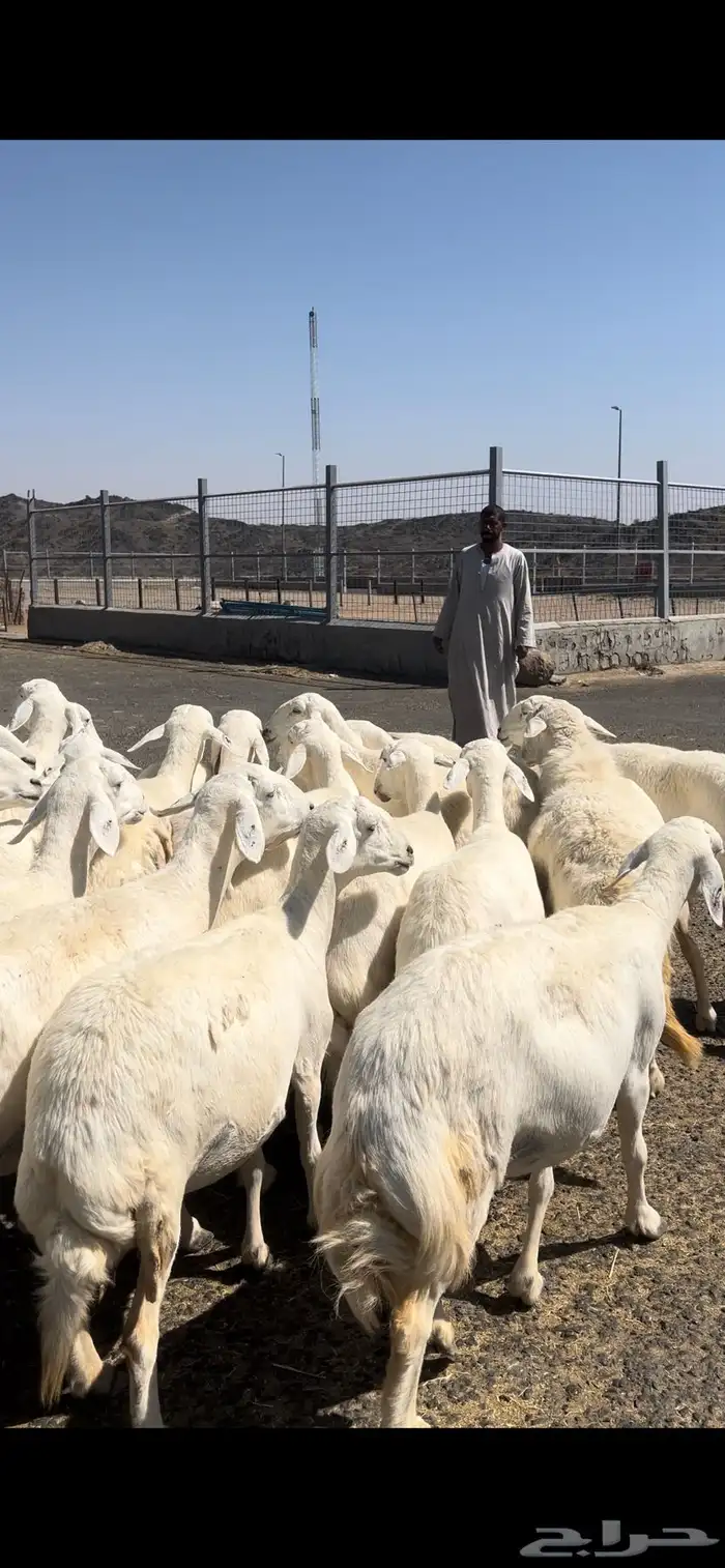 غنم حريات صنف وسم واحد 11