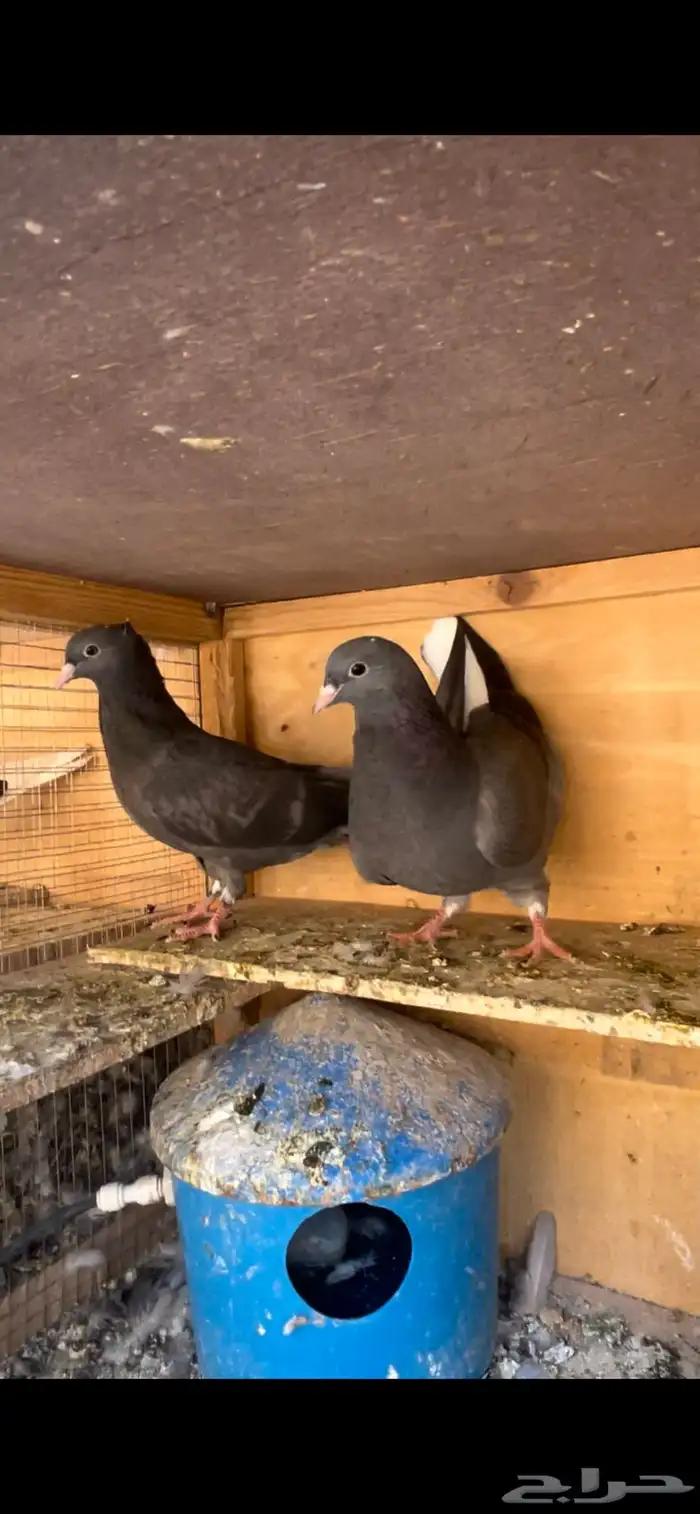 طبات قطيفي للبيع 1