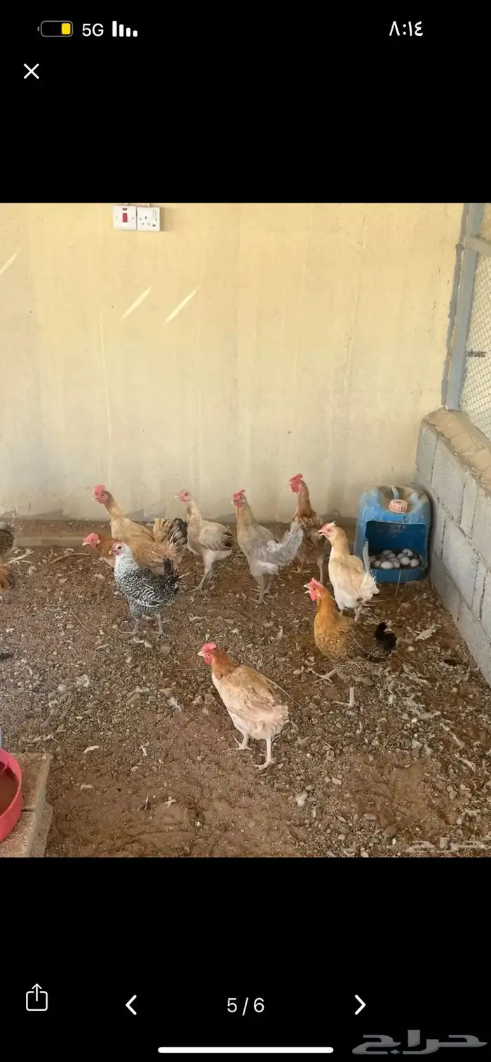 دجاج بلدي بياض 2
