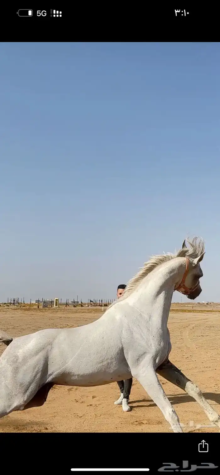 ايواء خيل في ذهبان 5
