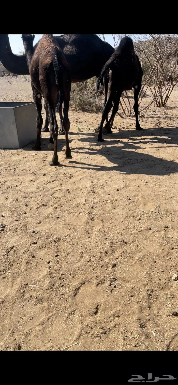 قعدان مجاهيم عدد2 على حليب. يعرى 3