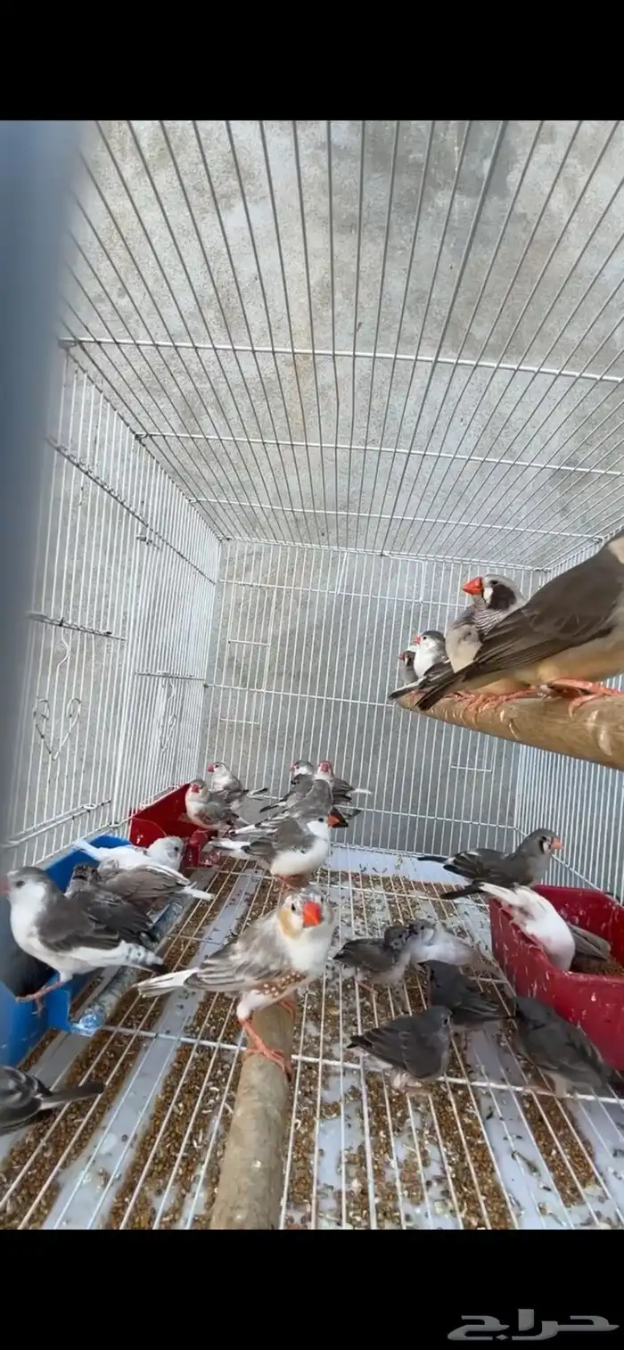 ماشاءالله زيبرا مع فروخهم 1