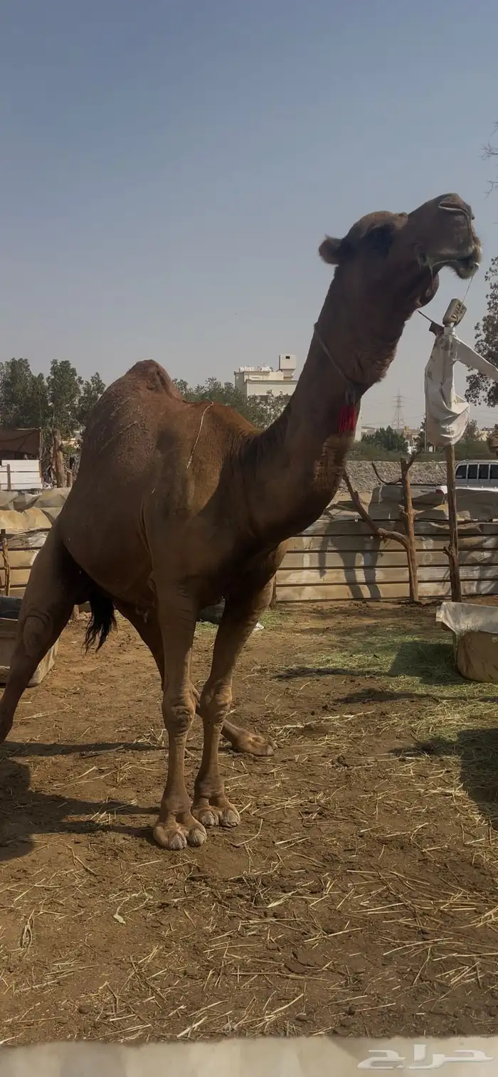 بعير احمر ساحلي فاخر مشروط 1