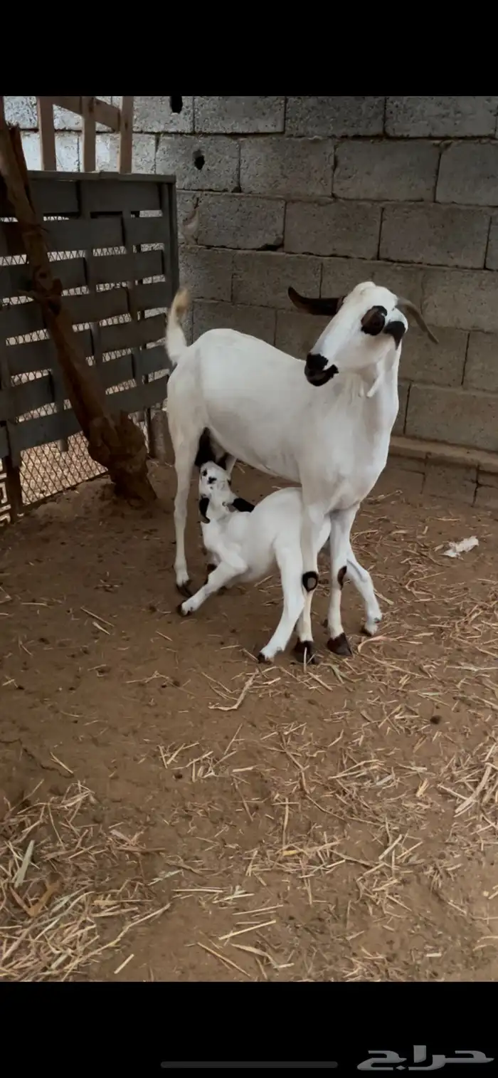 عنز بيشية منتوج 1