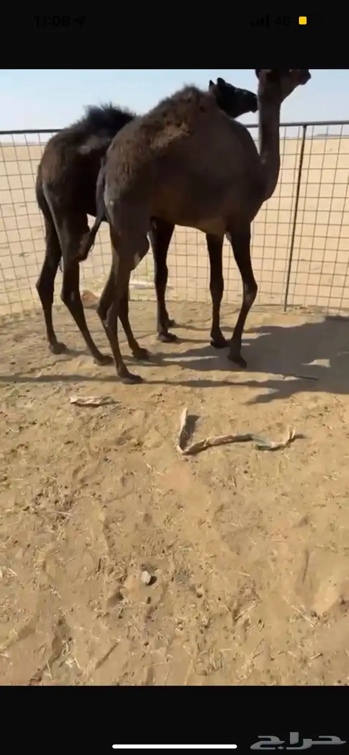 قعدان مجاهيم طيبه 0