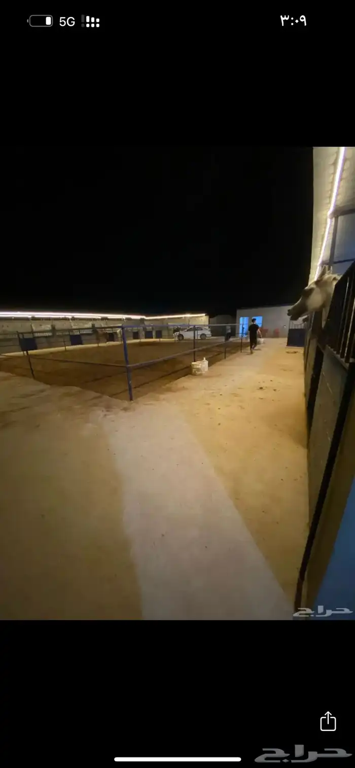 ايواء خيل في ذهبان 1