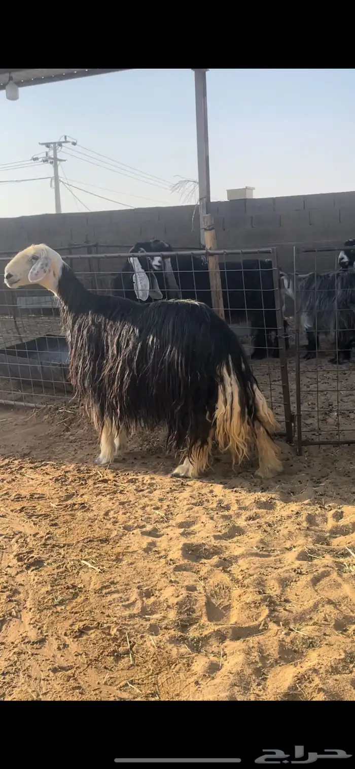 غنم نجد 9