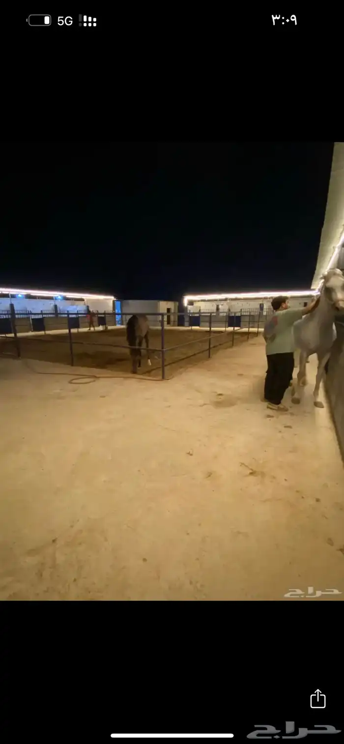 ايواء خيل في ذهبان 3