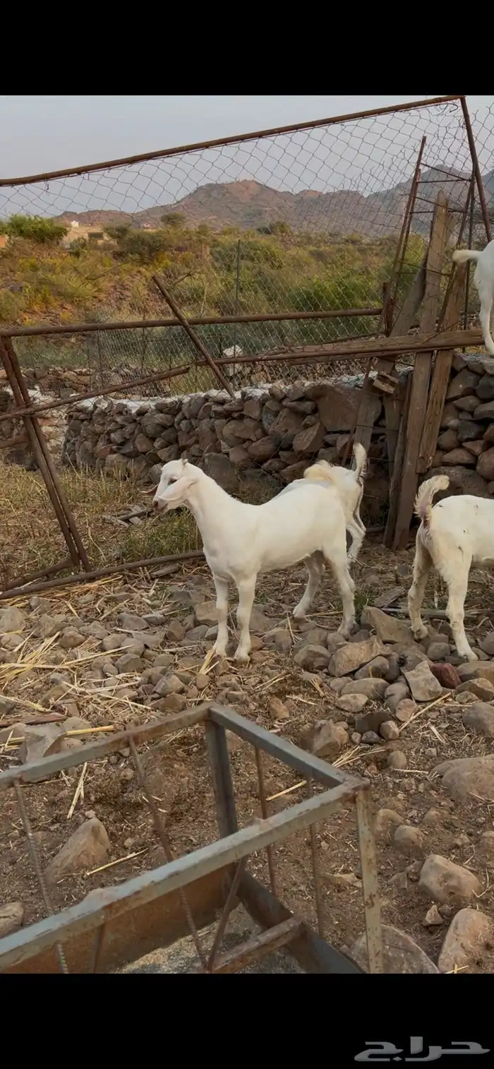 مشاريع فحول وجفار بيشي ابرص 2